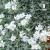 Cerastium tomentosum Silver White.jpg